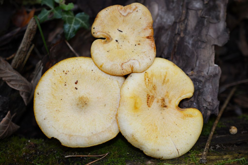 Tricholomopsis sulphureoides (Peck) Singer(Tricholomopsis osiliensis)